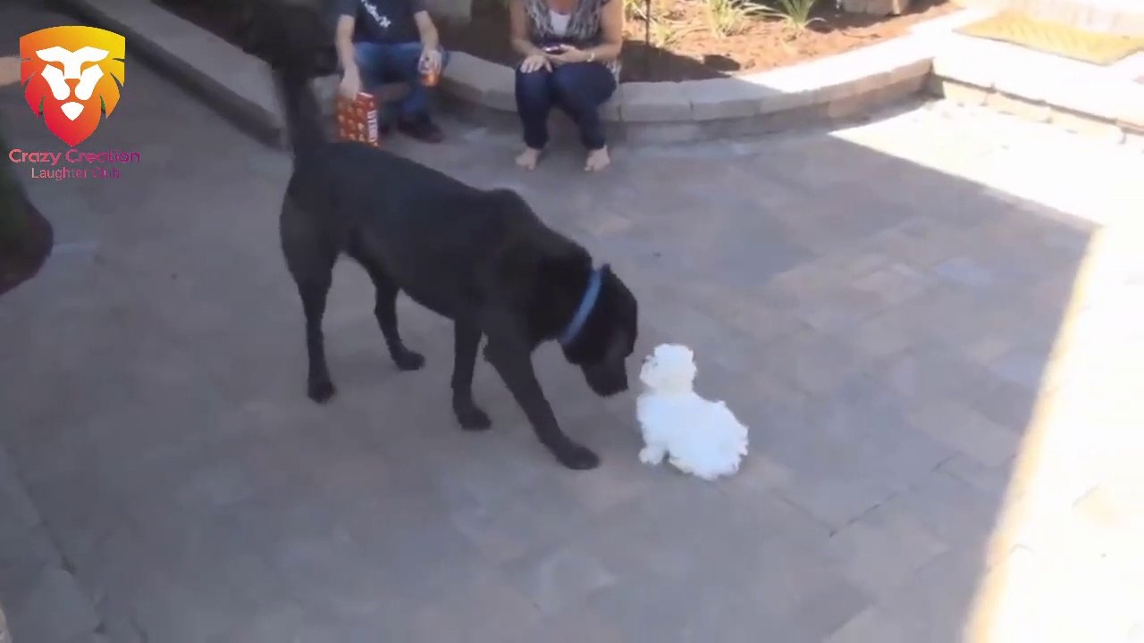 Cute Puppies Playing with Big Dogs Compilation - Funny Dog Videos