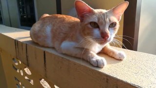 Cats Meowing - Cute Kittens Meowing - Cat Meowing Video - Kitten Meowing Videos
