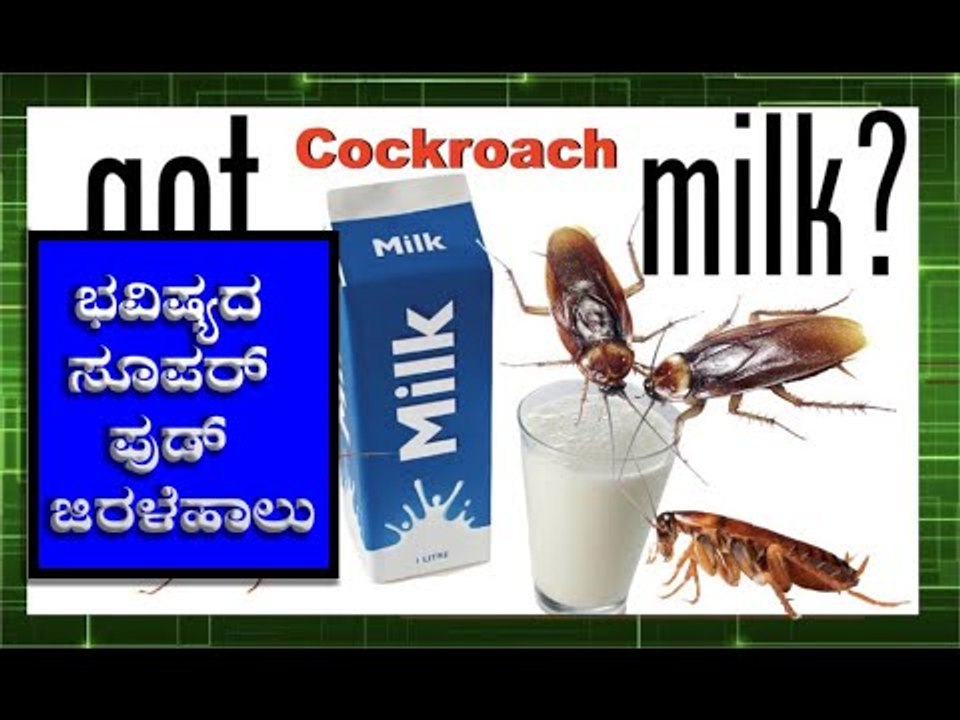 ಜಿರಳೆಯಿಂದ ತಯಾರಾದ ಹಾಲಿನಲ್ಲಿದೆ ಅತ್ಯಧಿಕ ಪೋಷಕಾಂಶ | COCKROACH | BOLDSKY KANNADA