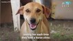 PETA video documents pet rescue on Taal island