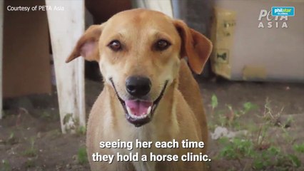 PETA video documents pet rescue on Taal island