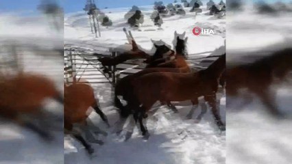 25 yıldır yılkı atlarına bakıcılık yapıyor