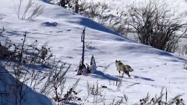 Dondurucu soğukta aç kalan tilkinin av mesaisi