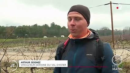Premiers bourgeons dans les vignes du Var