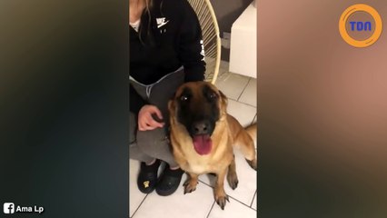 Sa voisine brûle les yeux de son chien avec du vinaigre !