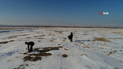 Erciş Belediyesi, yaban hayvanları için doğaya yem bıraktı