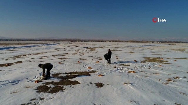 Erciş Belediyesi, yaban hayvanları için doğaya yem bıraktı