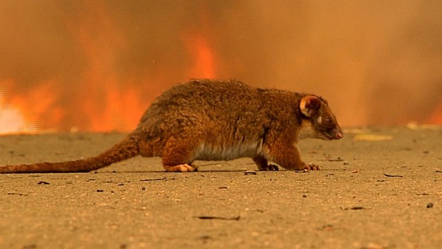 Australian bushfires: Blazes taking toll on economy