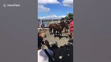 Residents rescue horses stranded after Philippines volcano eruption
