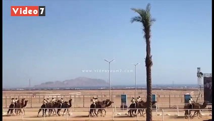 انطلاق عروض الهجانة الإماراتيين فى افتتاح مهرجان شرم الشيخ التراثى