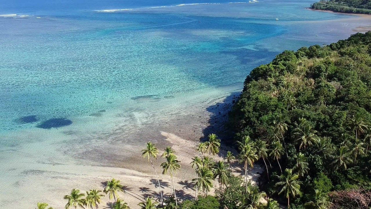 Beach and palm trees
