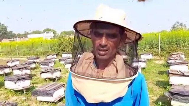 इटावा में मधुमक्खी पालन, ग्रामीण बना रहे शहद