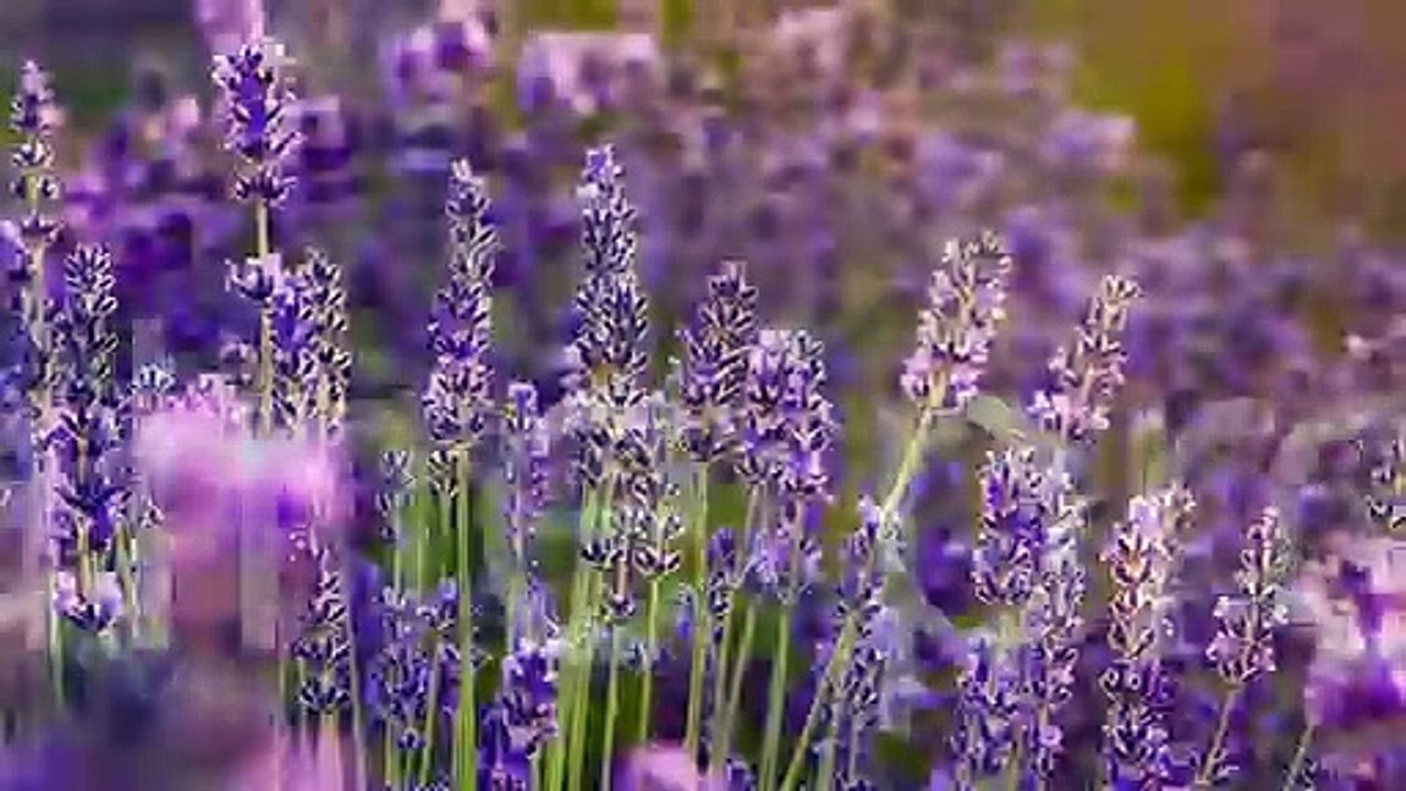 Preparaty ziołowe Bielsko-Biała Energy Poland sp. z o.o.