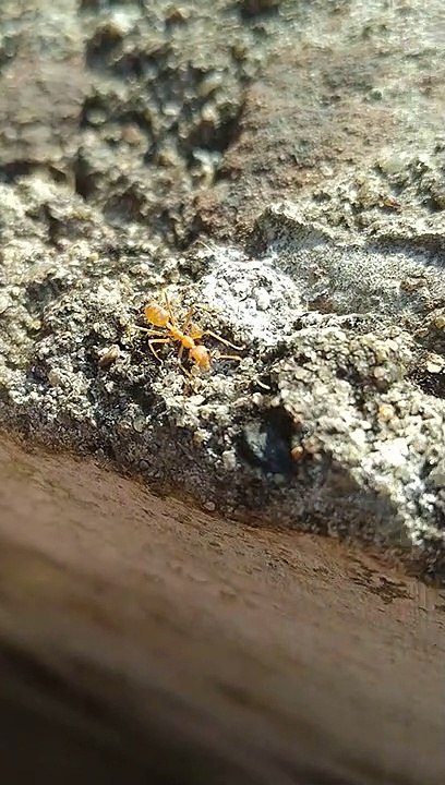 beautiful ant but dangerous