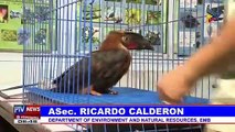 Na-rescue na endangered na ibon na 'hornbill', dinala sa DENR