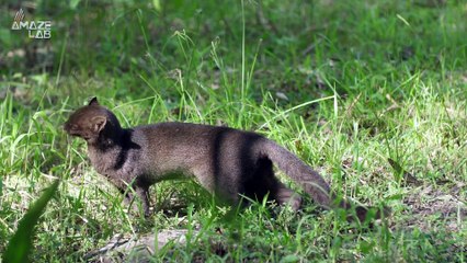 Cats Are Cute, Cuddly and Sometimes Eat Human Flesh