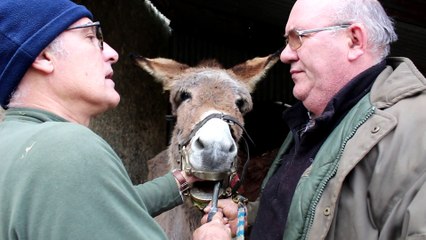 Vétérinaire en milieu rural, un métier tout terrain