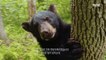 [HOT] try to find a black bear, 창사특집 다큐멘터리 휴머니멀 20200116