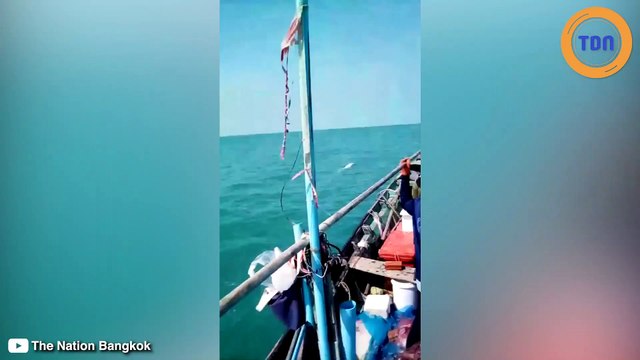 Au large de la Thaïlande, ils ont vu des dauphins albinos (très rares)
