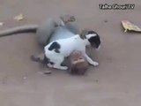 Funny Young Monkey VS Dog   Funny Dog Attack Monkey Joking