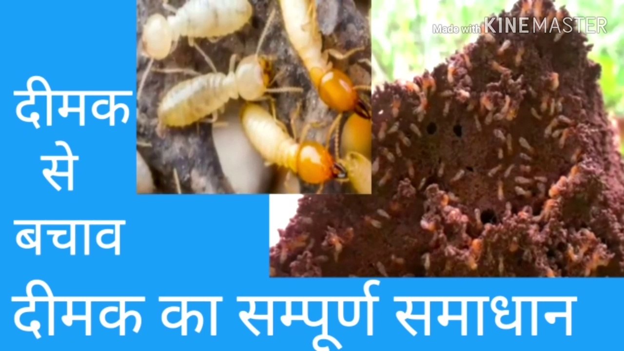 दीमक का  सम्पूर्ण समाधान , दीमक से  बचाव ,  दीमक के  बारे  में जानकारी , कैसे करें  दीमक से बचाव ,  दीमक से अपना फर्नीचर  खिड़कियां दरवाजे कैसे  बचाएं ,  दीमक को फसल से कैसे बचाएं ,