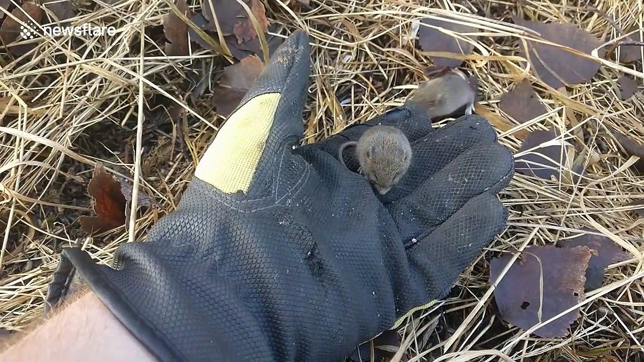Swedish man uncovers two adorable sleeping voles that refuse to let go of his hand