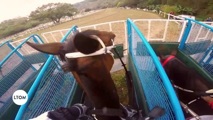 Polynesie Française :  Les courses hippiques