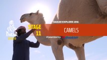 Dakar 2020 - Stage 11 - Camels