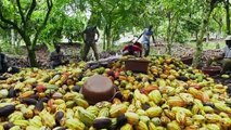 NCI REPORTAGES  CACAO ÉQUITABLE du jeudi 09 Janvier 2020