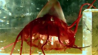 Vicious Beauties - The Secret World Of The Jellyfish (Nature Documentary)