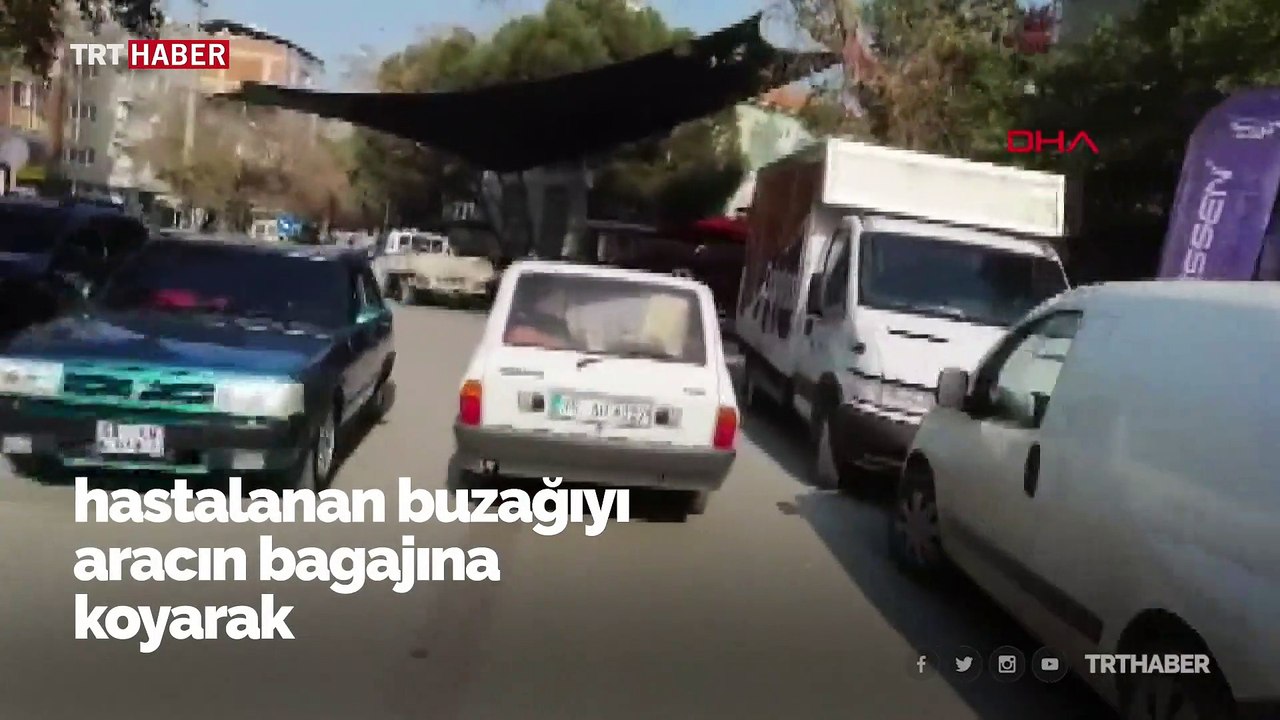 Hasta buzağıyı aracıyla veterinere götürdü