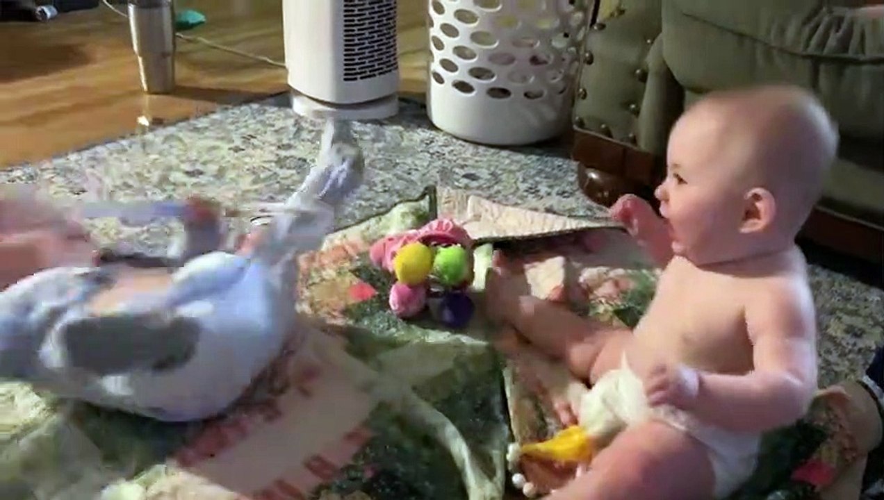 Babies Playing with Siblings #1 - Babies Boo Funny Videos