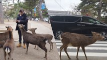 The Street Deer of Nara Japan | Whoa! That's Weird