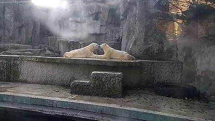 Couple of Kissing Polar Bears