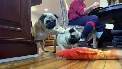 Two Pugs and a Fish