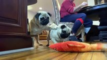 Two Pugs and a Fish