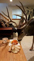 Mule Deer Stops by for a Snack