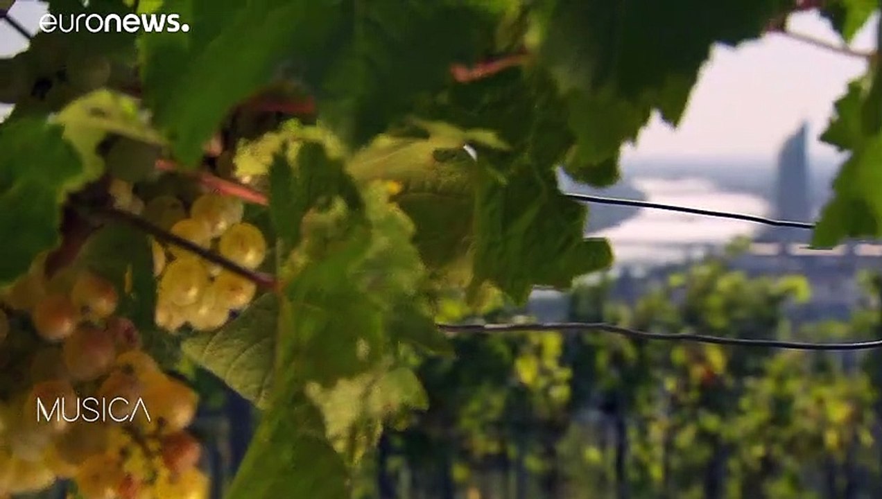 Tradition im Dreivierteltakt: Den Wiener Philharmonikern auf der Spur