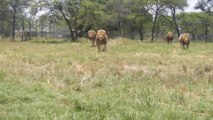 Ces lions arrivent toujours à l'heure pour le repas