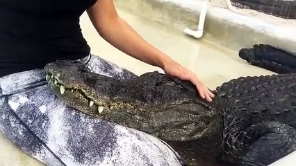 Les crocodiles adorent les câlins et ronronnent comme les chats