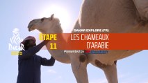 Dakar 2020 - Étape 11 - Les chameaux d'arabie