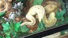 Cobra larga peidos barulhentos e ri-se da situação