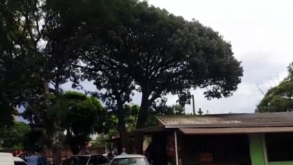 Bombeiros fazem avaliação em árvore de grande porte