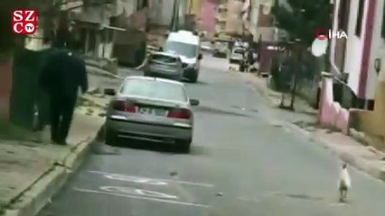 Horozun kendisine taş atan postacıdan intikam aldığı anlar kamerada