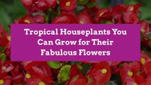 Tropical Houseplants You Can Grow for Their Fabulous Flowers