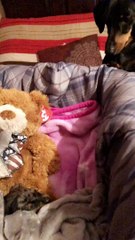 Pup Grumbles About New Brother