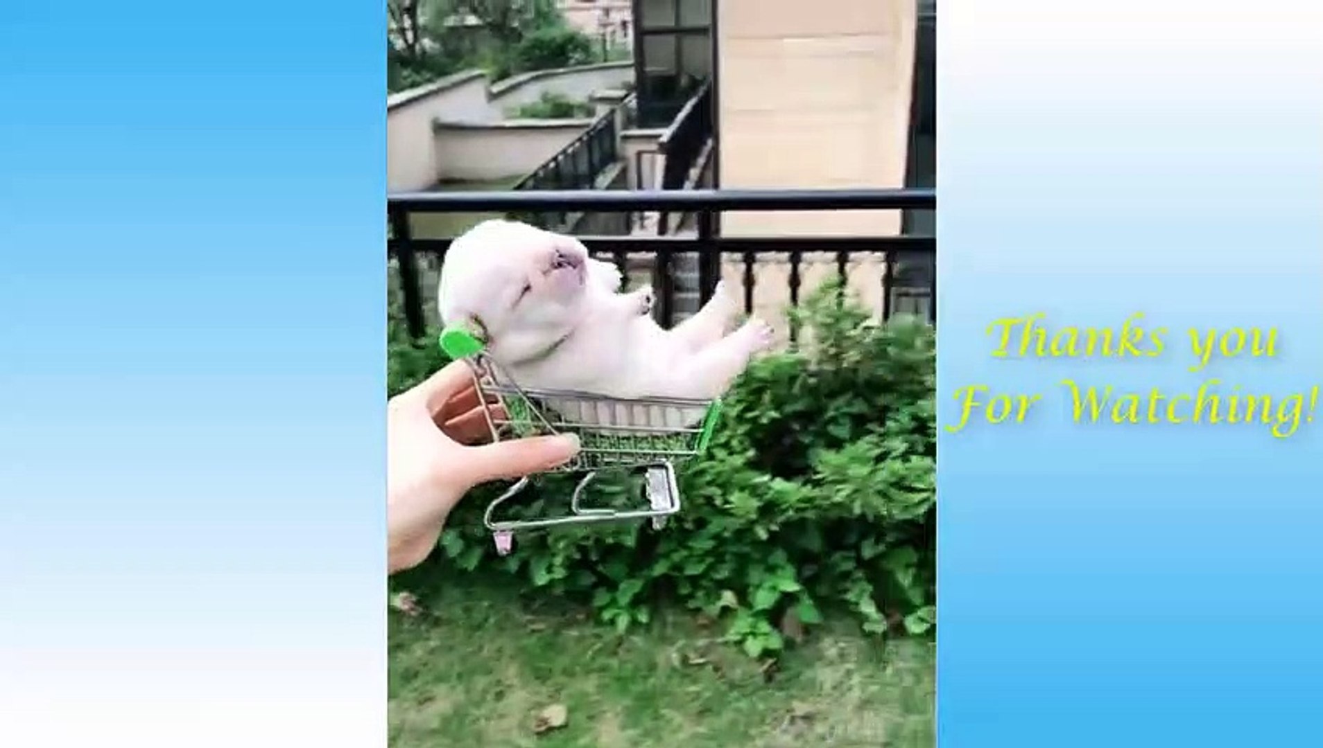 Cute Pets And Funny Animals Compilation #3 - Pets Garden