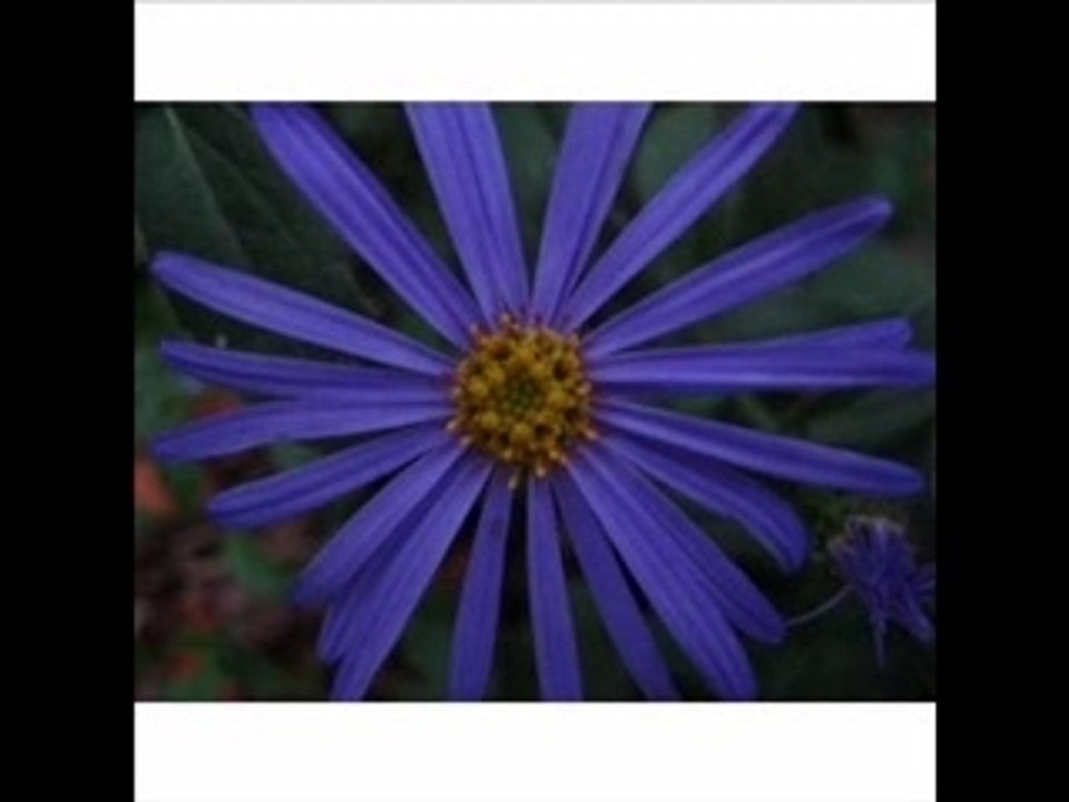 Canon PowerShot A570IS 7.1MP Digital Camera with 4x ...