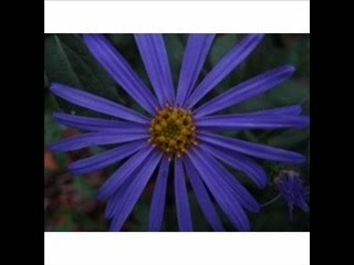 Canon PowerShot A570IS 7.1MP Digital Camera with 4x ...