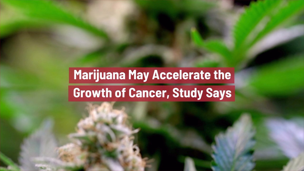A Possible Link Between Marijuana And Cancer
